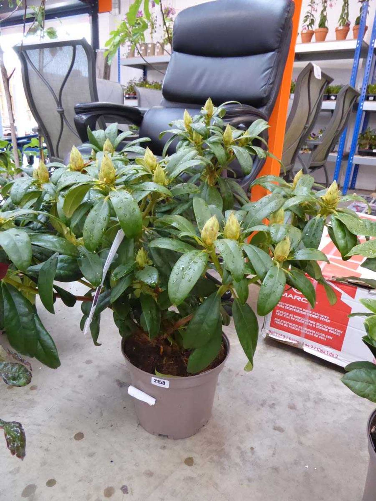 Potted Libretto rhododendron