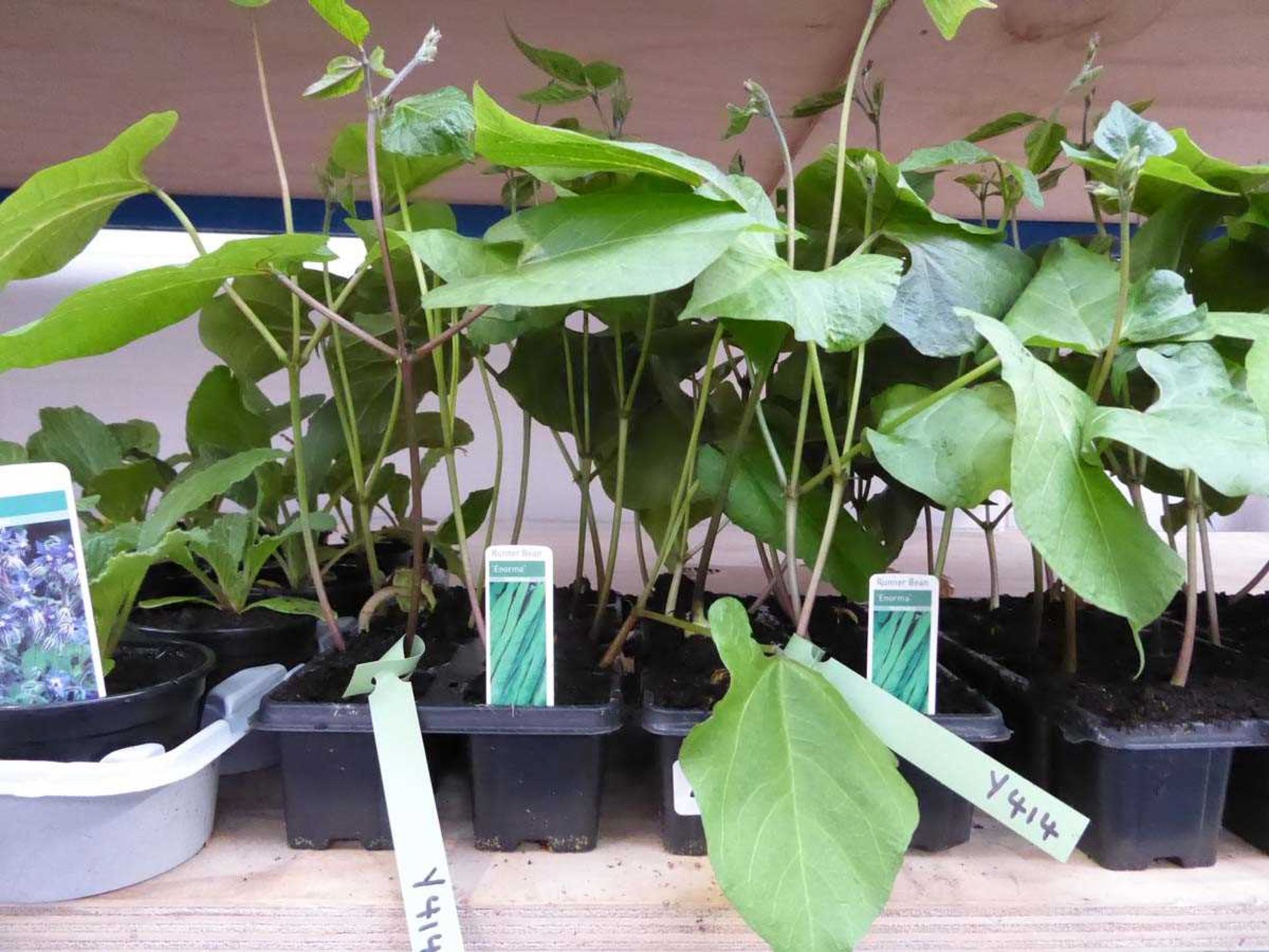 2 trays of Enorma runner beans