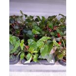 Tray containing 8 pots of Illumination mixed begonias