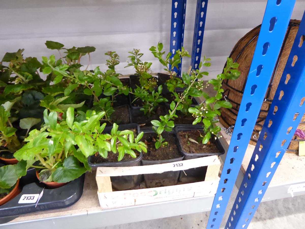 Tray containing 12 pots of acanthus