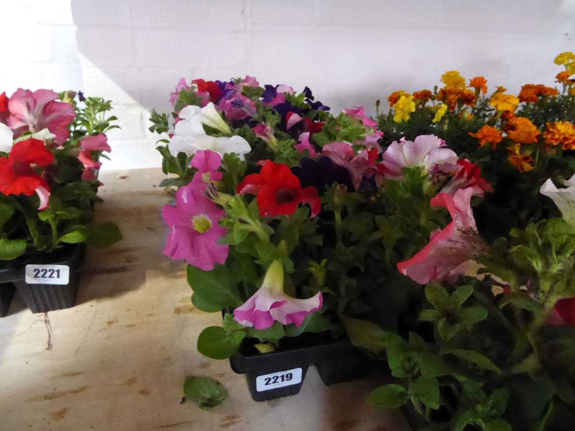 3 trays of mixed petunias