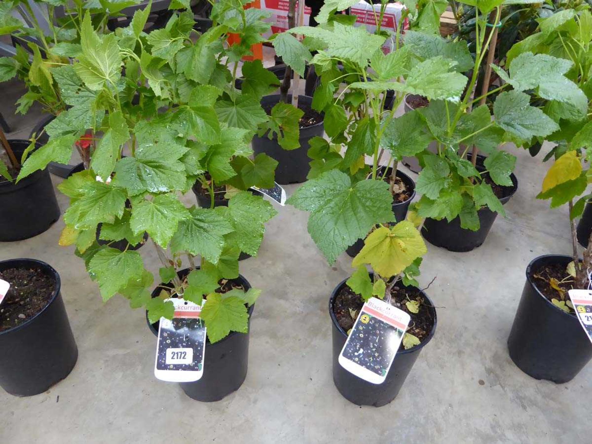 2 potted blackcurrant fruit bushes