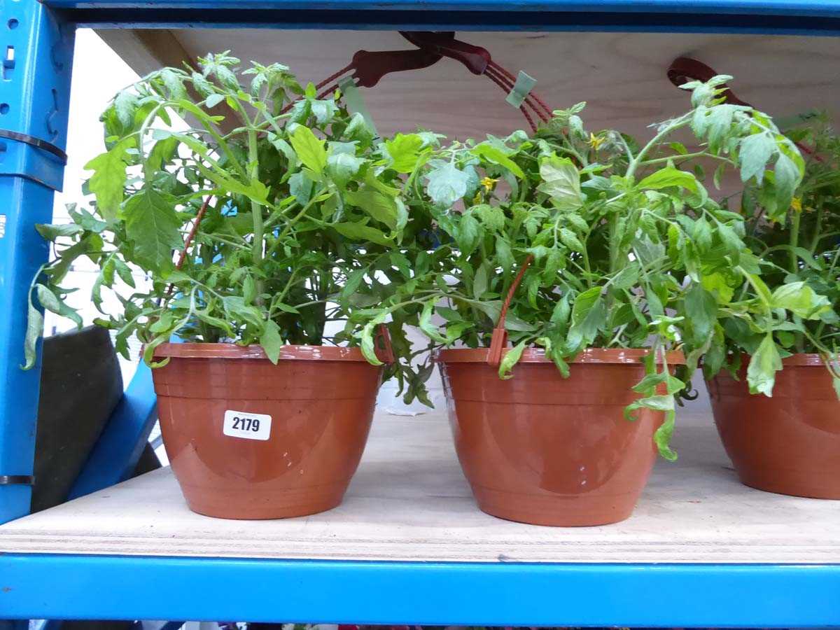 Pair of tomato plant hanging baskets