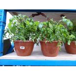 Pair of tomato plant hanging baskets