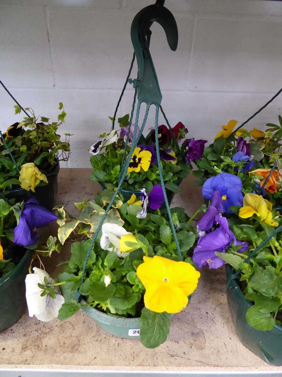 Pair of pre planted hanging baskets