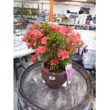 Potted Geisha Rose azalea