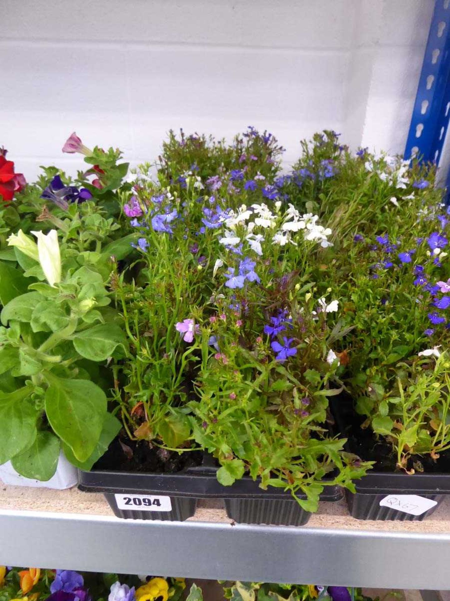 3 trays of mixed lobelia