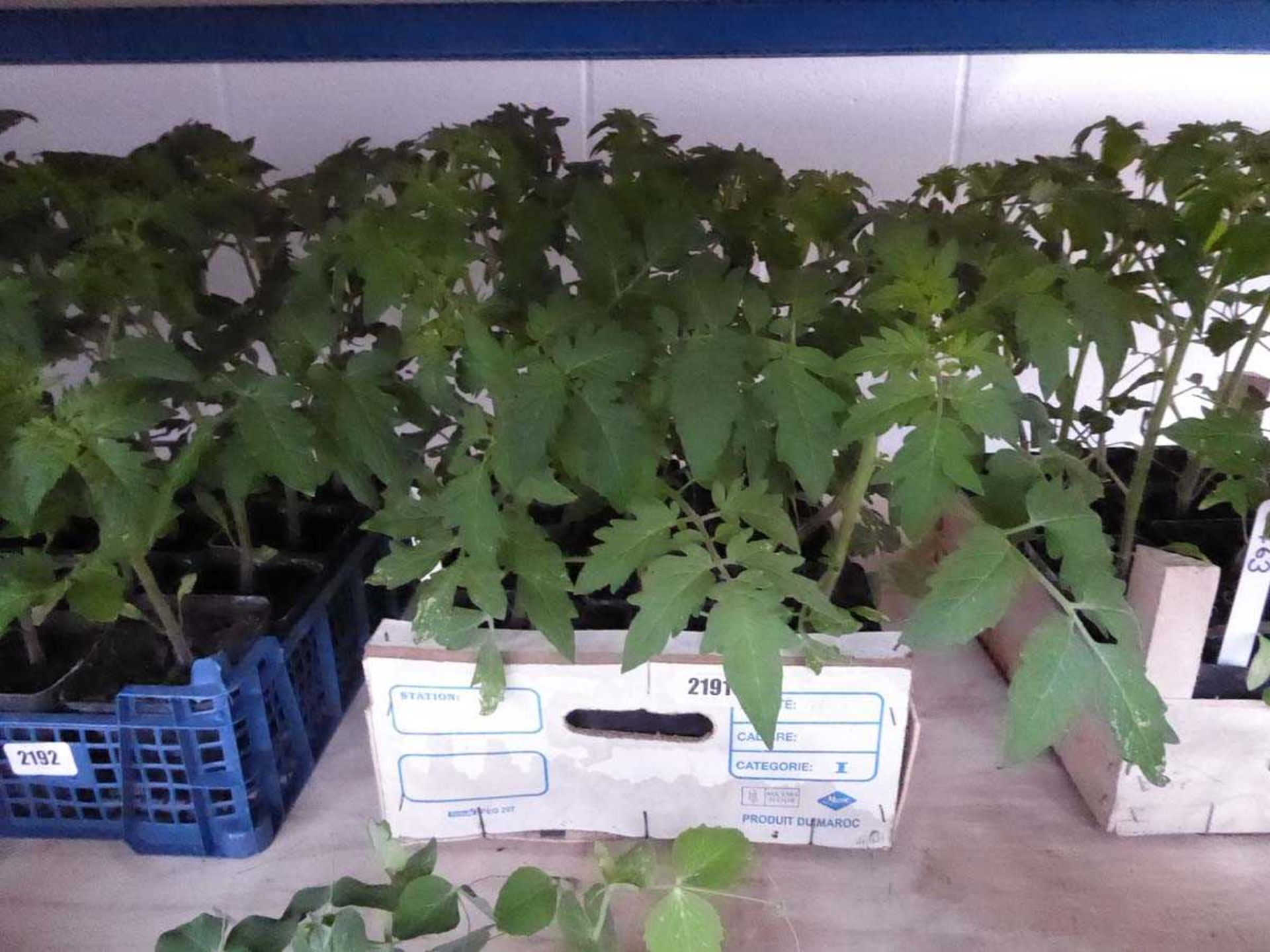 Tray containing 12 tomato plants Variety unknown