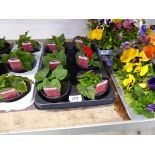 Tray containing 6 pots of Deep Rose non-stop begonias