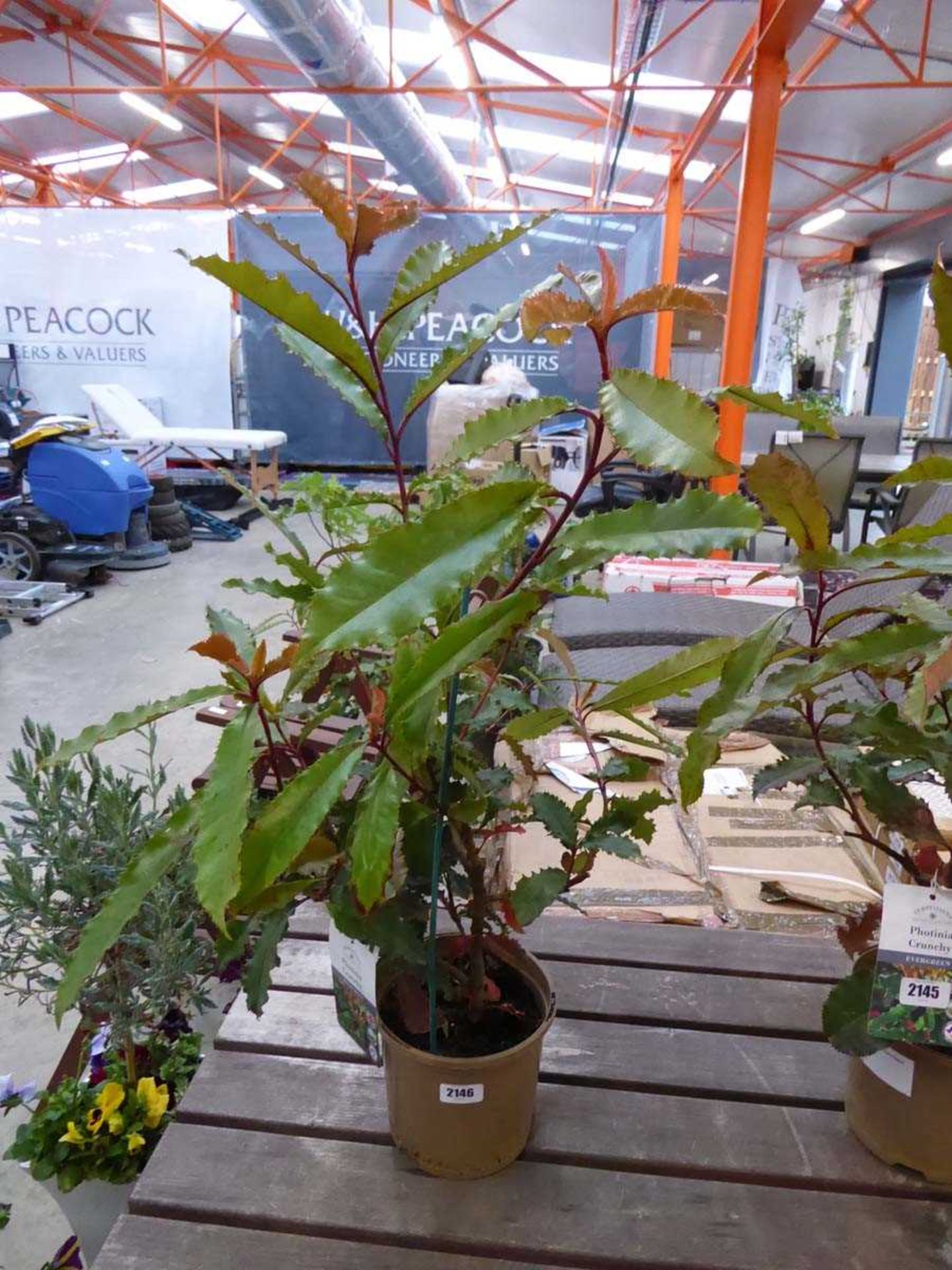 Potted Photinia Conche evergreen