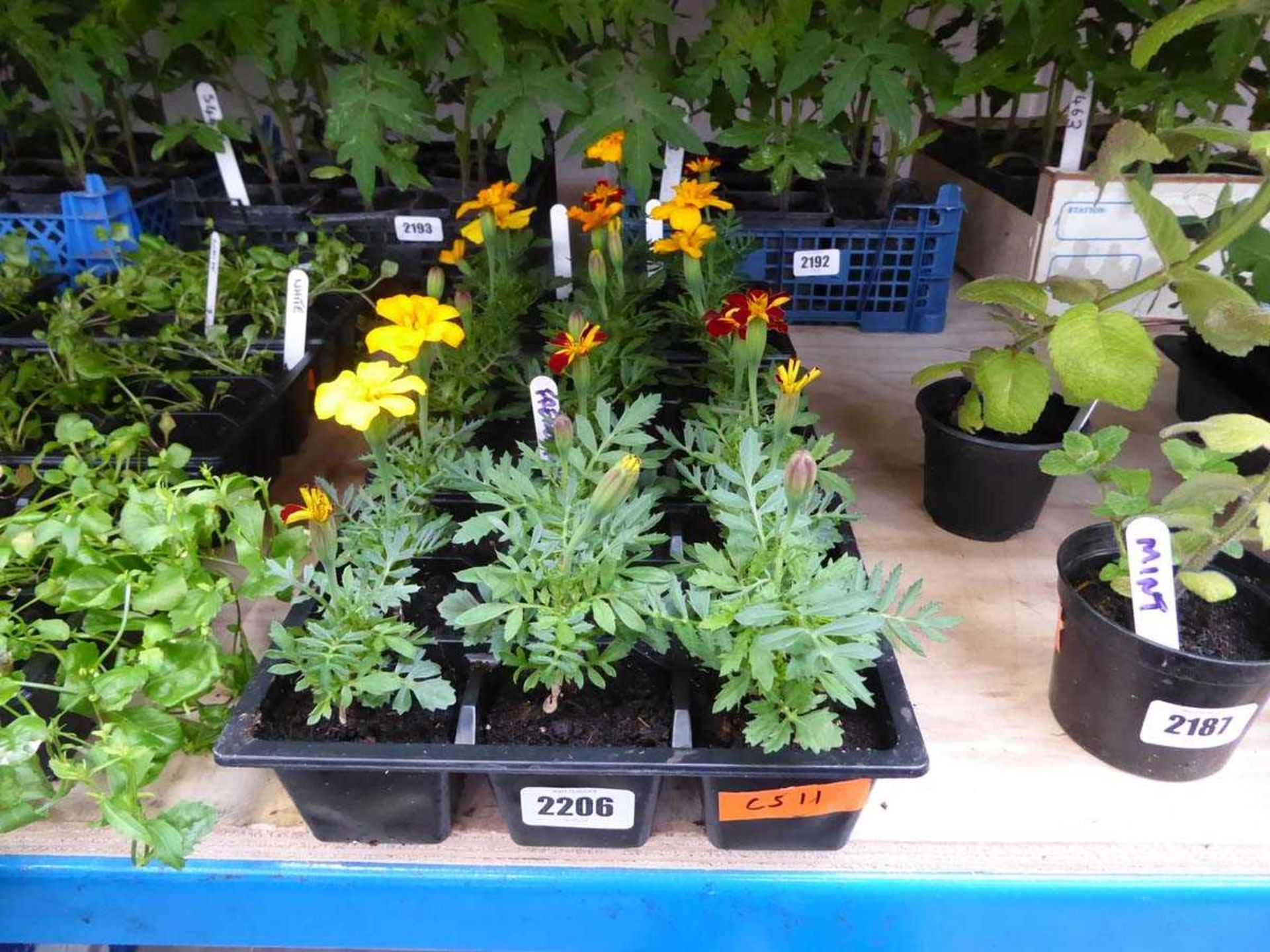 3 trays of French marigolds