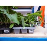 2 trays of courgette plants