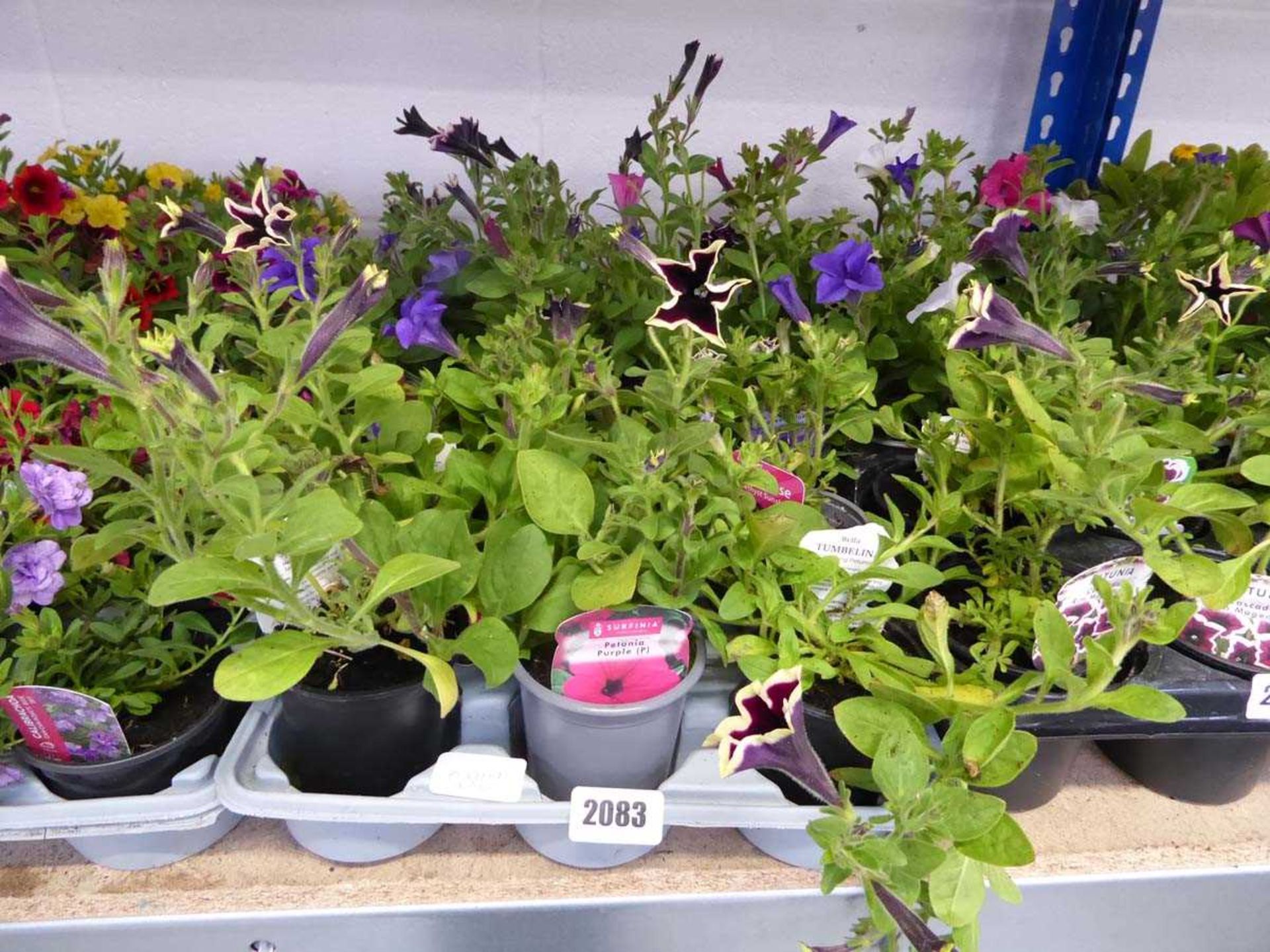 Tray containing 15 pots of mixed petunias