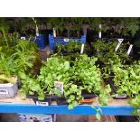 3 trays of white lobelia