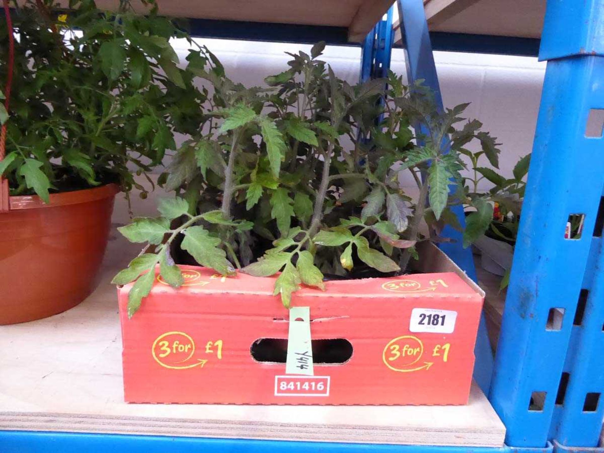 Tray containing 10 pots of tomato plants