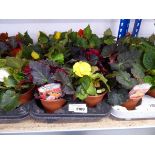 Tray containing 8 pots of mixed non-stop begonias