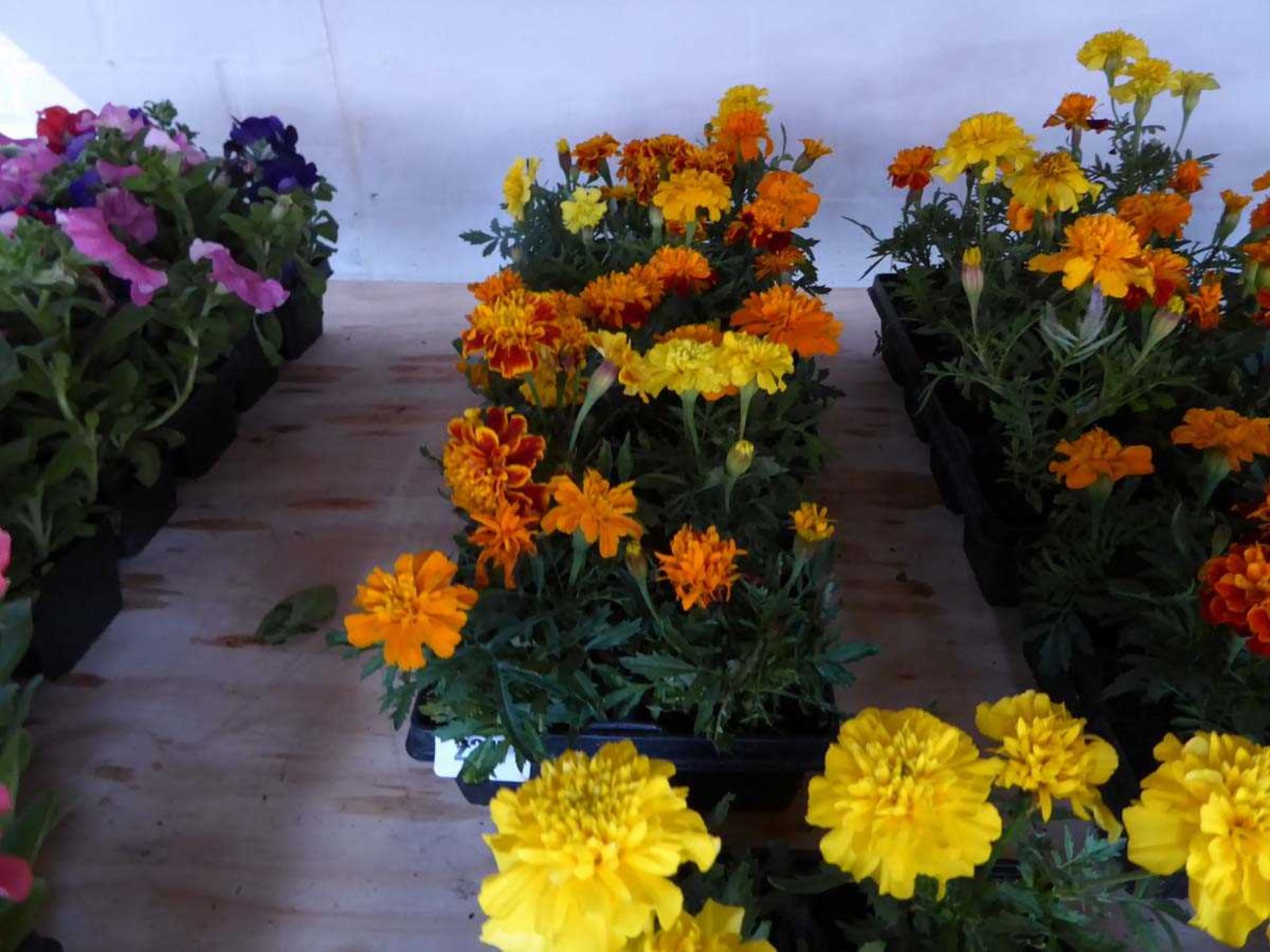 3 trays of French marigolds