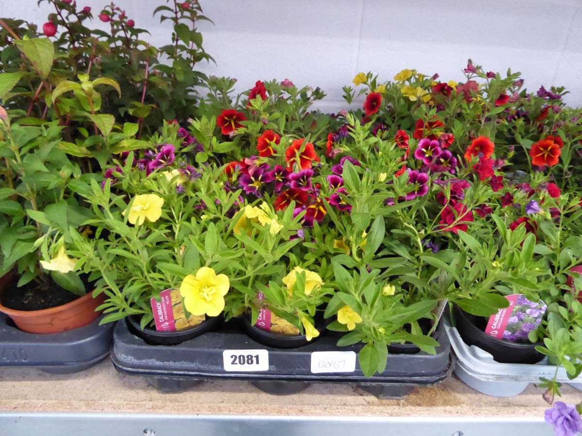 Tray containing 15 calibrachoa