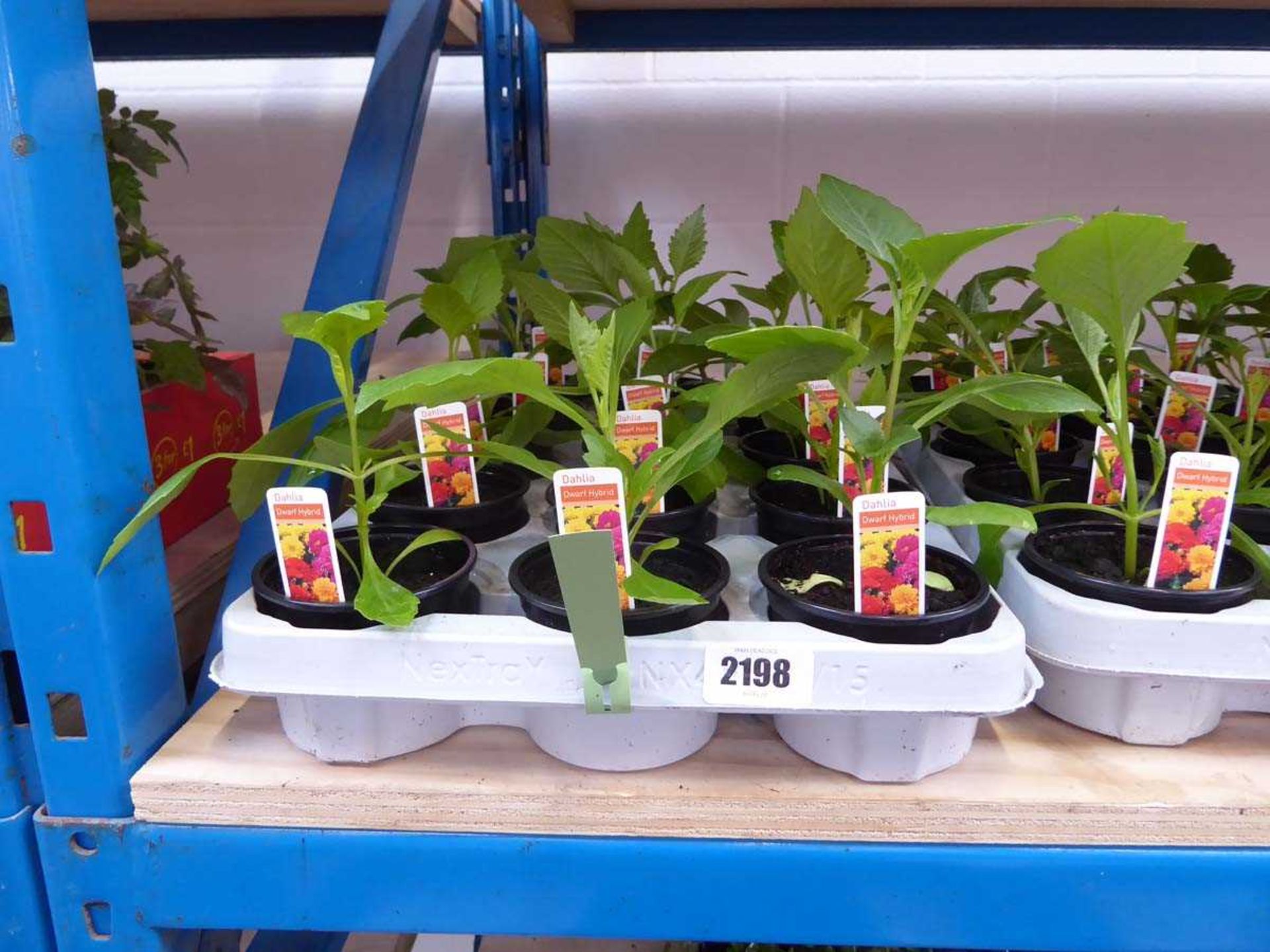 Tray containing 15 pots of dwarf hybrid dahlias