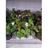 Tray containing 8 pots of Illumination mixed begonias