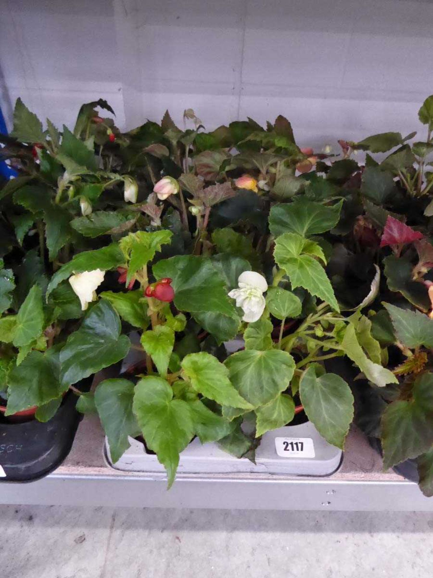 Tray containing 8 pots of Illumination mixed begonias