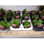 Tray containing 6 pots of Deep Rose non-stop begonias