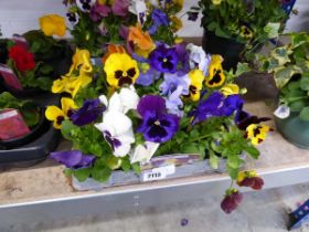 Tray of mixed pansies