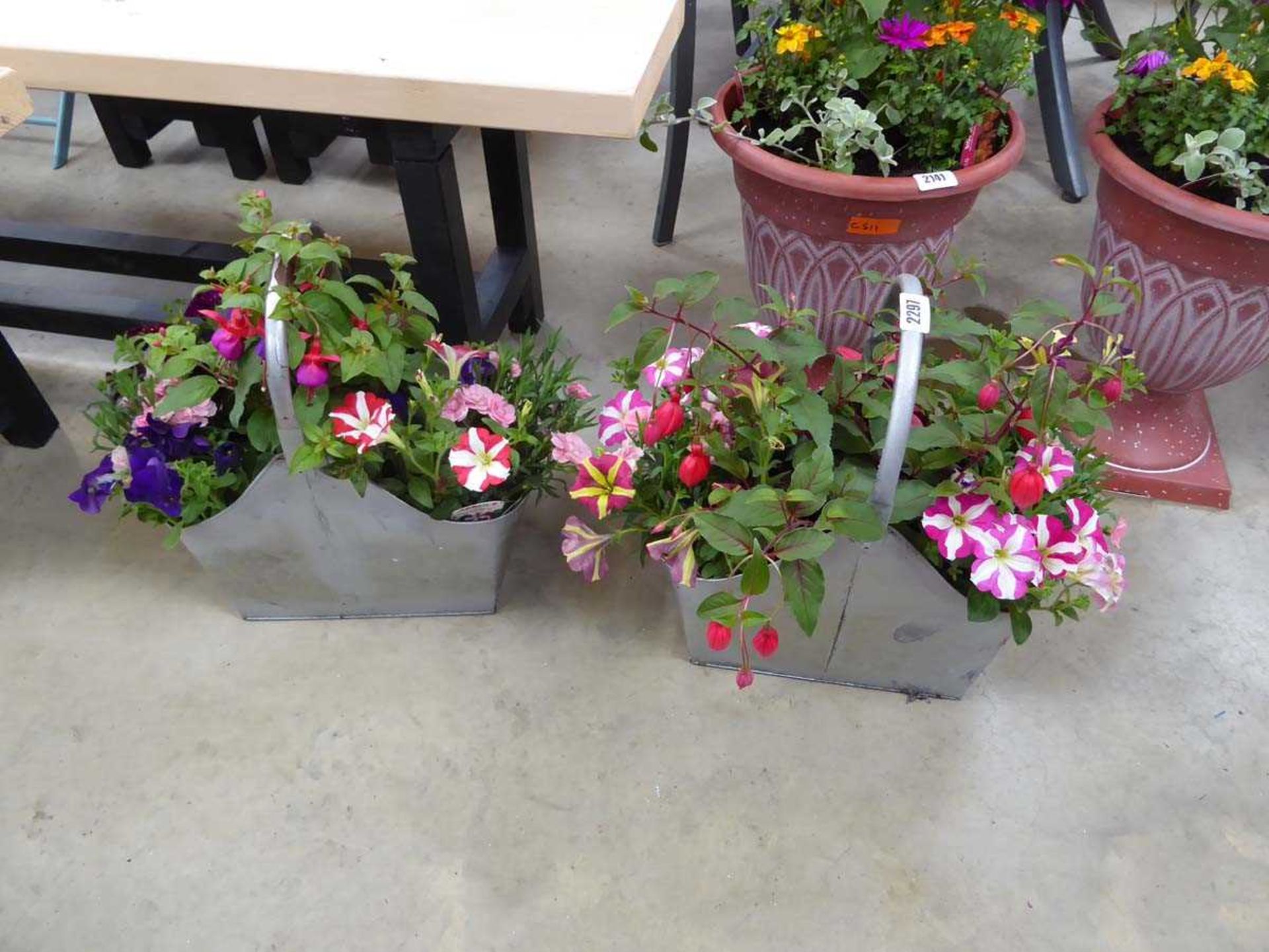 Pair of metal trugs of mixed plants