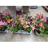 Tray containing 9 pots of Amore Heart and Soul petunias