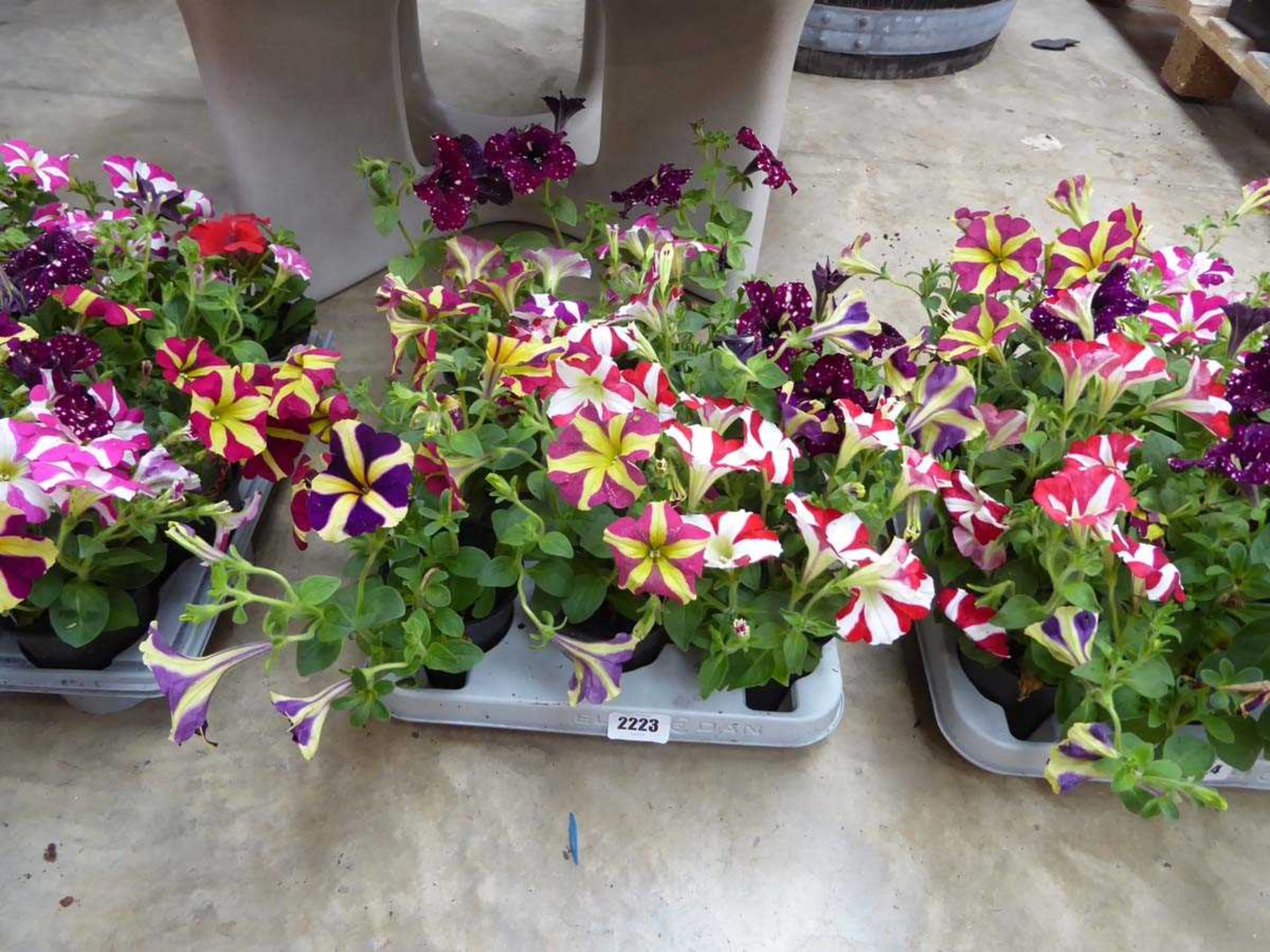 Tray containing 9 pots of Amore Heart and Soul petunias