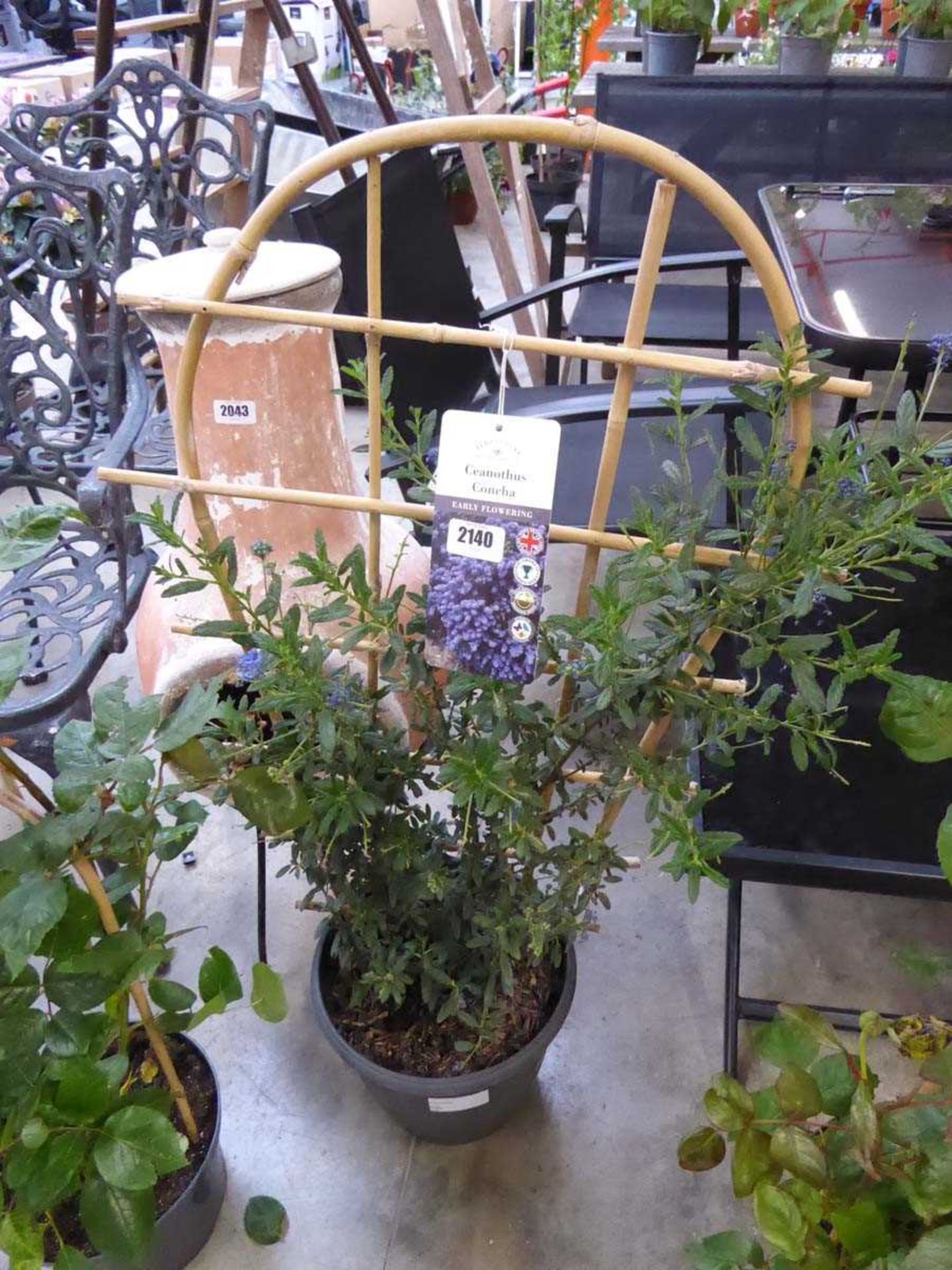 Potted ceanothus conche on trellis