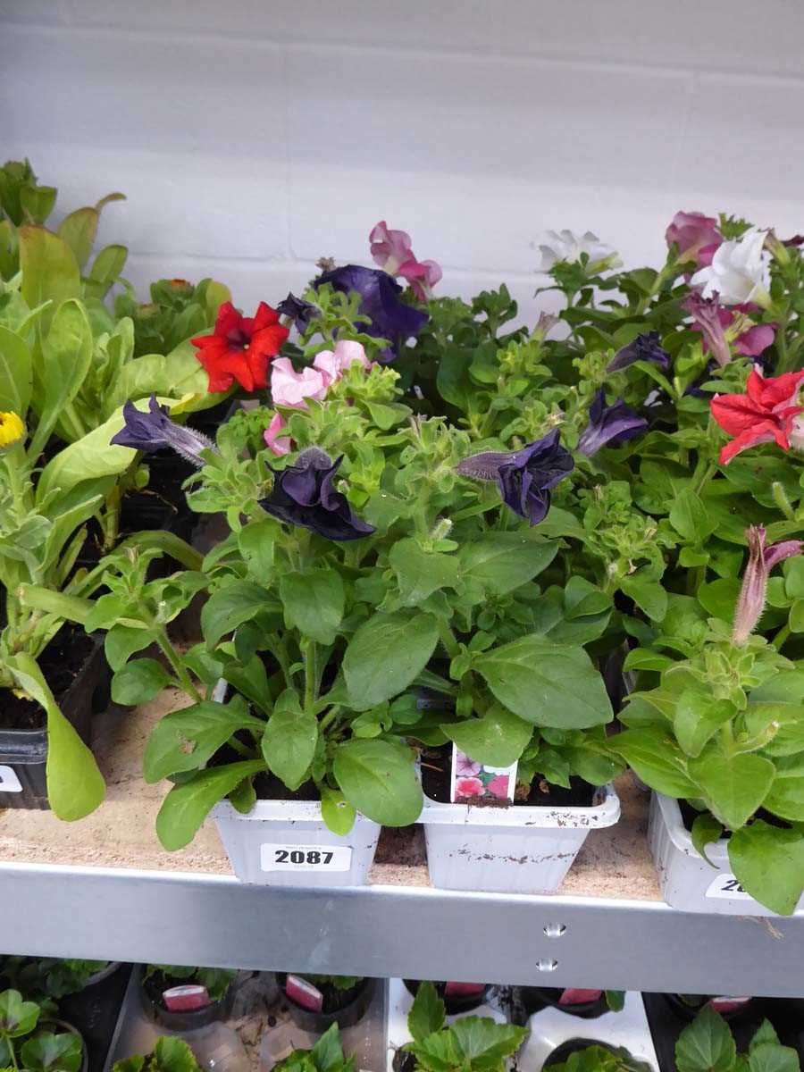 2 trays of mixed petunias