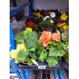 Tray containing 8 pots of begonias