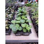 3 trays of geraniums