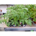 2 trays of Gardener's Delight tomato plants