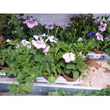 Tray containing 12 pots of petunias