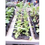 3 trays of mixed perennial plants