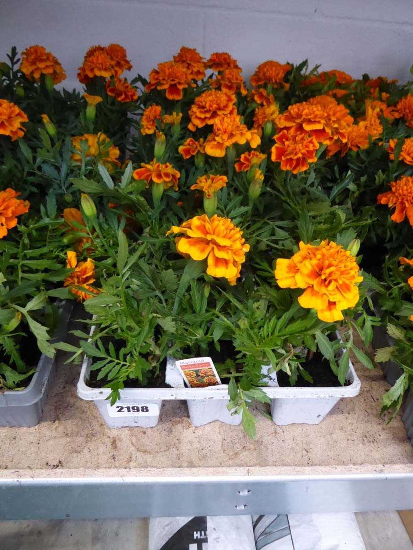 3 trays of French Flame marigolds