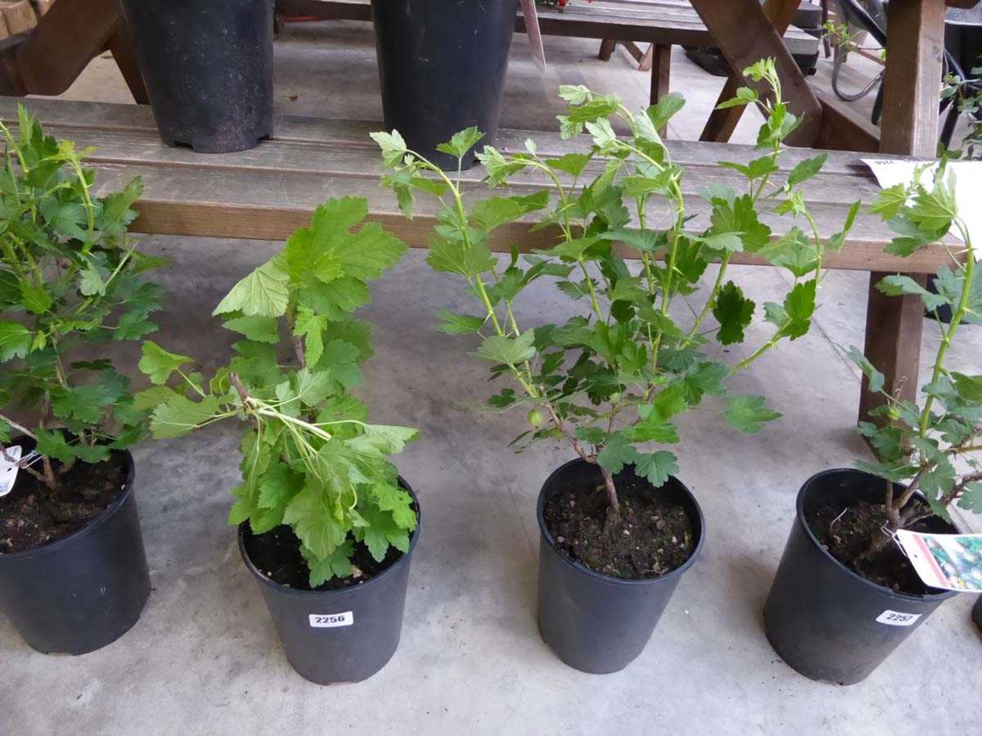 Pair of potted gooseberry fruit bushes