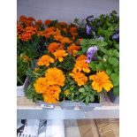 4 trays of French Flame marigolds