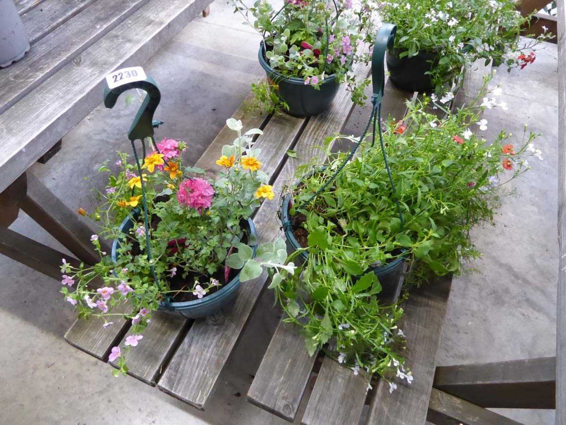 Pair of hanging baskets containing mixed plants