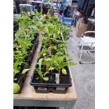 3 trays of mixed perennial plants