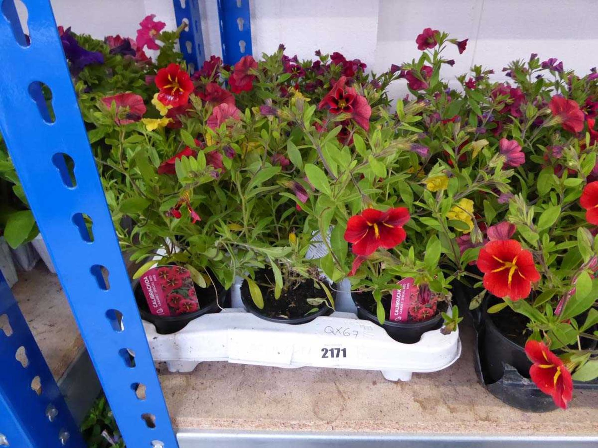 Tray containing 15 pots of calibrachoa