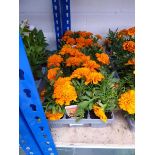 3 trays of French Flame marigolds