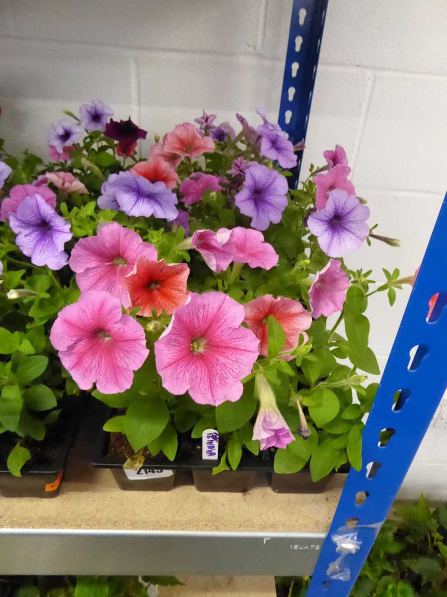 3 trays of petunias