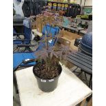 Large potted acer