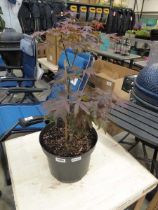 Large potted acer