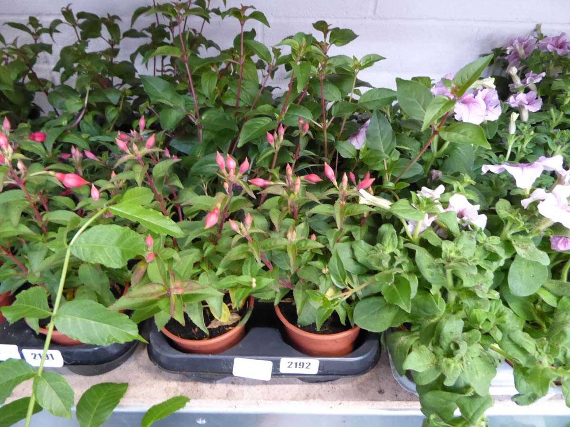 Tray containing 10 pots of fuchsias