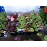 Tray containing 12 mixed plants incl. Devil mixed begonias, double Rosette mixed petunias, Prelude