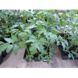 2 trays of Gardener's Delight tomato plants